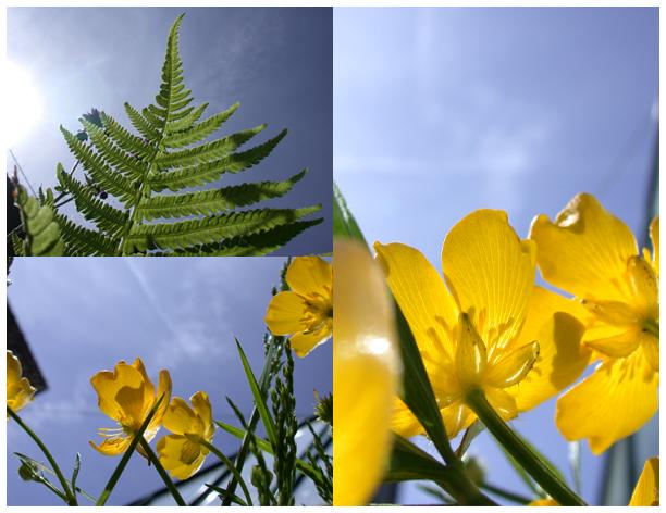 yellow flowers against blue sky