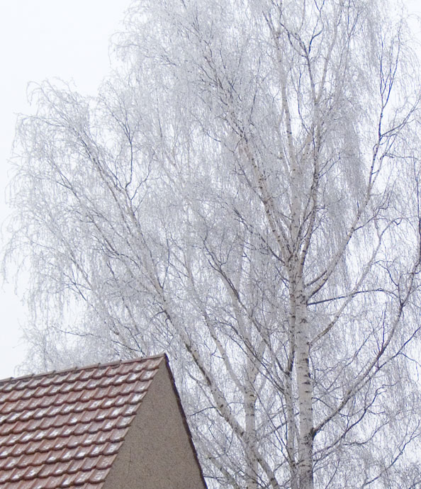 Hoarfrost Birch