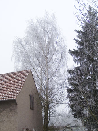 Barn, Birch, Fir, Hoarfrost