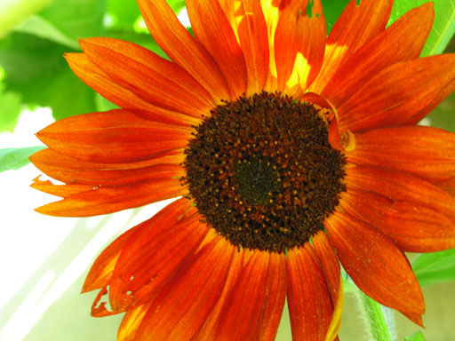 Rote Sonnenblume . Red Sunflower