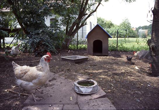 Hhnergarten . Chicken garden